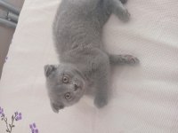 2 aylık yavru kedimiz sahiplendiriyoruz