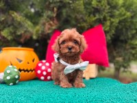Maltipoo Mini Sevimli Bebeklerimiz 