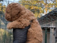 Poodle yavrumuz yeni yuvasını arıyor
