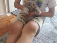 Kedilerimizi sahiplendirme