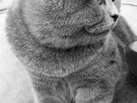 Scottish fold 3 yaşında