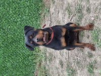 Genç dişi rottweiler
