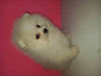 Kartopları yeni yuvalarına gitmeye hazır pomeranian