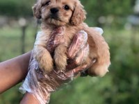 SÜTLÜ KAHVE RENGİNDE MUHTEŞEM MALTİPOO BEBEKLER