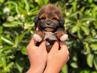 Erkek teacup maltipoo yavrumuz