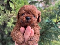 TOY POODLE YAVRULARIM 