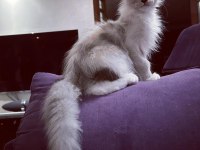 Safkan maine coon scr li