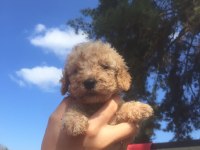 Toy poodle yavrular