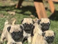 Kalitenin tam adresi pug