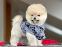 Pomeranian Boo 4 aylık Yavru Gülen Surat