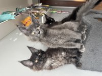 Tescilli en büyük maine coon KOR UN yavruları