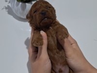 YAKIŞIKLI POODLE OĞLUMUZ