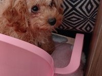2 Aylık Yavru Maltipoo Dişi