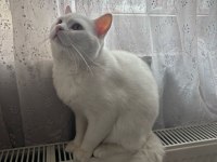 British shorthair beyaz 18 aylık