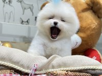 Pomeranian boo yavrular orjinal safkan