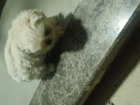 Irkına has pekinez köpekler