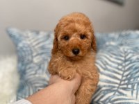 ORJİNAL KOYU APRİCOT TOY POODLE YAVRUM