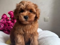 Maltipoo red yavrumuz