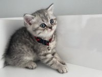 Annesi british shorthair babası scottish