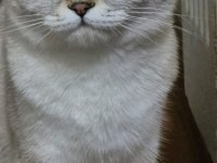 British shorthair dişi kedi