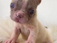 RENKLi GÖZLÜ ÖZEL MİCRO BOY FRENCH BULLDOG