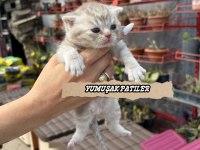 British Shorthair Yavrular