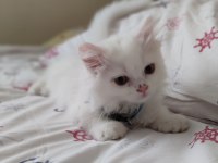 2 aylık British Longhair gayet sağlıklı sorunsuz