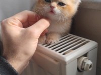 Golden yavru teslime hazır scottish fold