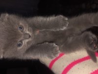 Ücreti önemli değil yuva önemli scottish fold