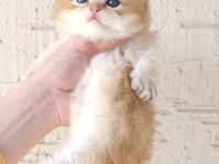 Safkan British Longhair Oğlumuz Yeni Yuvasını Arıyor