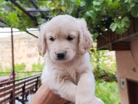 Golden retriever yavrularımız Baby face ırk garantili