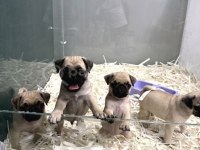 Pug Yeni Yuvasını Arıyor