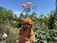 DİŞİ TOY POODLE