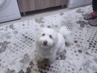 Satılık pamuk erkek köpeğimiz 1 yaşında