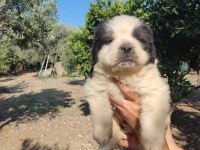 Dünya tatlısı benim st bernard oğlum