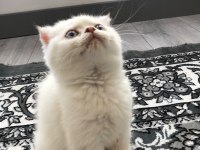Scottish fold dişi mavi gözlü beyaz kedimiz