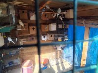 Yeni muhabbet kuşu yavrularımız yeme düştü