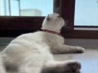 Scottish fold