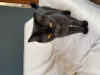 Sevecen kucak delisi exotic shorthair