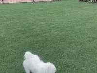 Temiz 7 aylık maltese terrier dişi sevimli köpeğimiz