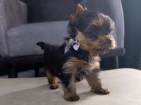 Kg garantili mini boy Yorkshire Terrier erkek yavru