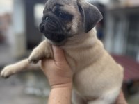 Dişi Erkek Pug