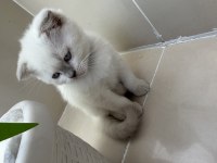 Blue Point Erkek Ve Dişi Kedimiz Yeni Sahiplerini Bekliyor