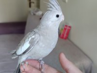 6 aylık erkek sultan papağanı