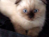Sevgi dolu bir aileye scottish fold