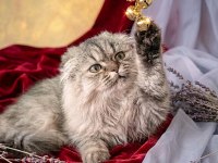 Scottish fold golden dişi