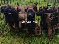 Şecereli Malinois Köpekler