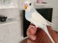 Yavrum Muhabbet Kuşları Ele Alıştırmalık