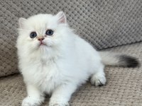 BRITISH LONGHAIR YAVRUMUZ