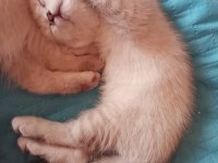 British shorthair kedimiz ömürlük yuvasını arıyor